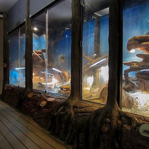 Reptile house interior