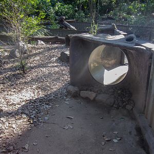 Tunnel for kids to see the wombat