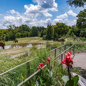 Aug. 2022 - Watani Grasslands Reserve - Left Elephant Exhibit Viewing (3 acres)