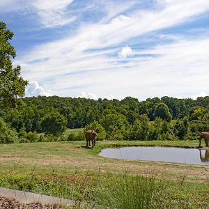 Aug. 2022 - Watani Grasslands Reserve - Left Elephant Exhibit (3 acres)