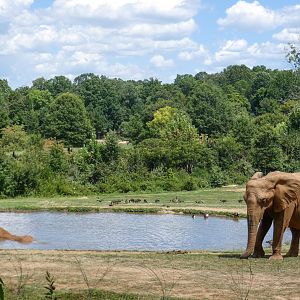 Aug. 2022 - Watani Grasslands Reserve - Left Elephant Exhibit (3 acres)
