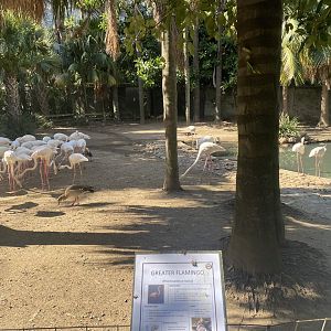 Greater Flamingo Exhibit