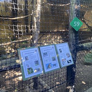 Peregrine Falcon/African Goshawk/ African Barn Owl