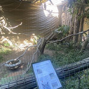 Spotted Eagle Owl Exhibit