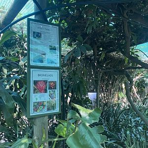 Violet Turaco Exhibit