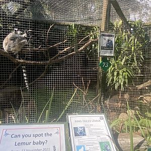 Ring-Tailed Lemur Exhibit