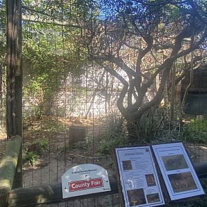 Serval Exhibit