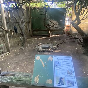 Mountain Caracara Exhibit