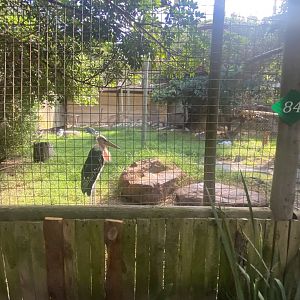 Marabou Stork/ Cape Vulture Exhibit