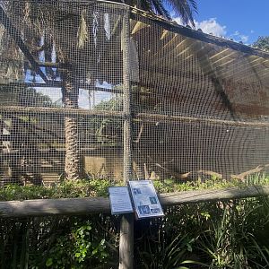 Vervet Monkey Exhibit