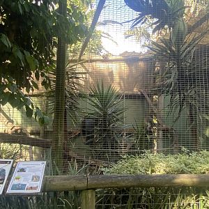Rhesus Macaque Exhibit