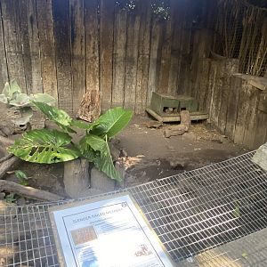 Slender-Tailed Meerkat Exhibit