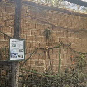 Black-Capped Squirrel Monkey Exhibit