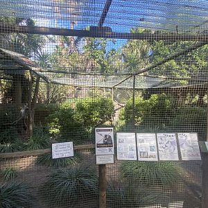 Ring-Tailed Lemur/Common Squirrel Monkey Exhibit