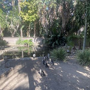 Black-Footed Penguin/Black Swan Exhibit