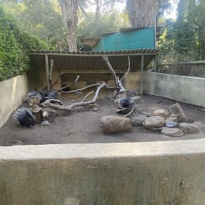 Cape Porcupine Exhibit
