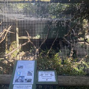 Common Marmoset Exhibit
