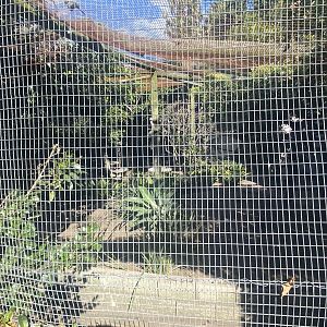 Indian Peafowl/ Green Junglefowl Exhibit