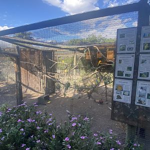 Indian Ring-Necked Parakeet/Ring Necked Parakeet/ Wagler’s Conure/ Blue-Crowned Conure/ Domestic Chicken Exhibit