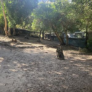 Cape Bushbuck Exhibit