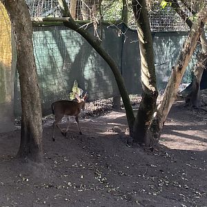 Cape Grey Duiker