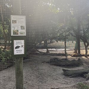Yellow Mongoose Exhibit