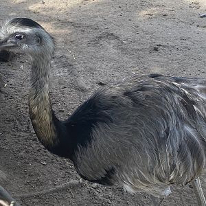 Greater Rhea