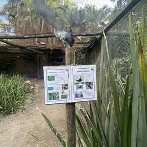 Snow Pigeon/Indian Peafowl Exhibit