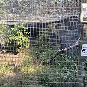 Yellow Mongoose Exhibit