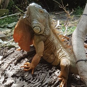 Male Green Iguana (Iguana iguana) in breeding colours