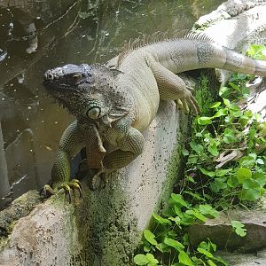 Female Green Iguana (Iguana iguana)