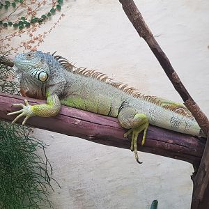 Green Iguana (Iguana iguana)