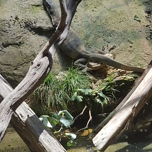 Lace monitor (Varanus varius)