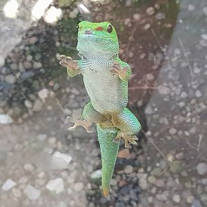 Madagascar Giant Day Gecko (Phelsuma grandis)