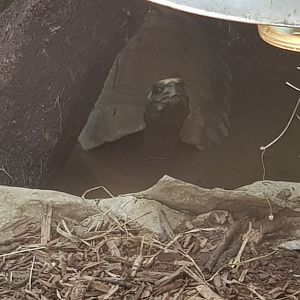 Yellow-footed Tortoise (Chelonoidis denticulata)