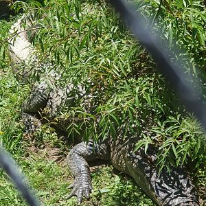 American alligator (Alligator mississippiensis)