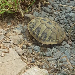 Young Hermann's tortoise (Testudo hermanni)