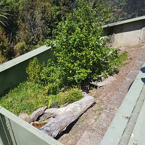 Tuatara (Sphenodon punctatus) enclosure