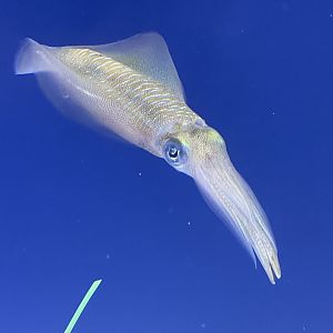 Big fin reef squid