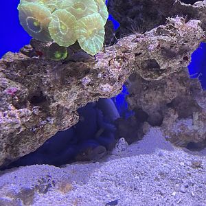Caribbean reef octopus