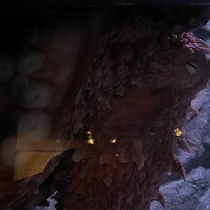 Giant pacific octopus