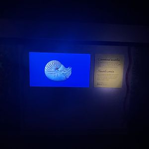 Past nautilus exhibit