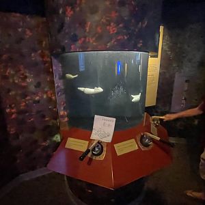 Squid interpretative display