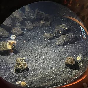 Pajama squid exhibit