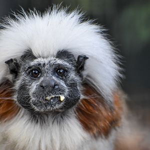 Cottontop Tamarin