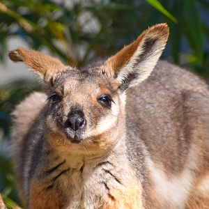 Yellow-footed Rock-Wallaby