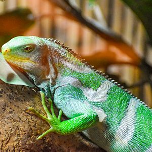 Fijian Crested Iguana