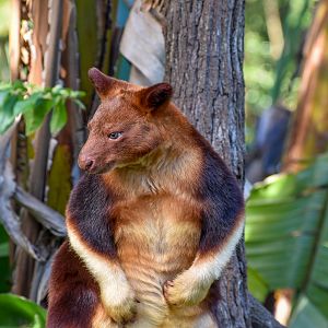 Goodfellow's Tree-Kangaroo