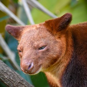 Goodfellow's Tree-Kangaroo