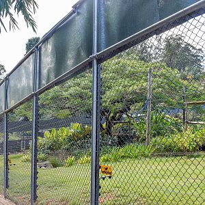 New White-cheeked Gibbon Enclosure